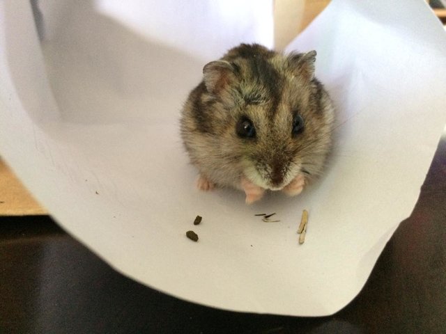 Blackberry Molasses  - Short Dwarf Hamster Hamster