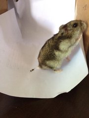 Blackberry Molasses  - Short Dwarf Hamster Hamster