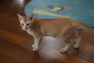 Siti - Domestic Short Hair Cat