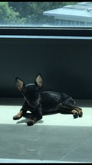 PF94197 - Miniature Pinscher Dog