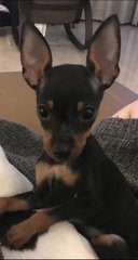 PF94197 - Miniature Pinscher Dog