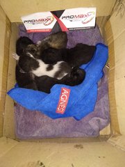 When they were first found abandoned on the streets