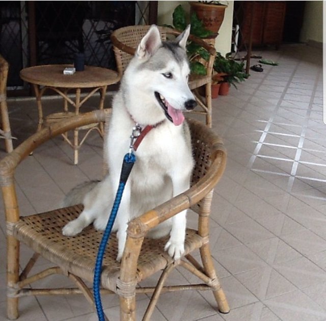 Snowy - Siberian Husky Dog