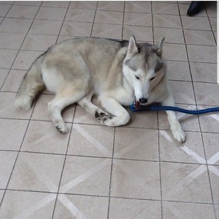 Snowy - Siberian Husky Dog