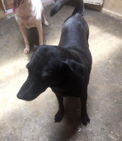 Oreo - Labrador Retriever Mix Dog