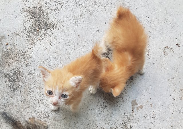 2 Kittens - Tabby Cat