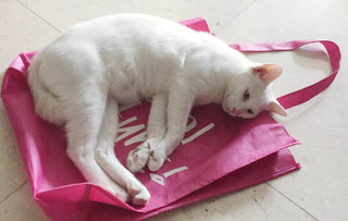 Urgently Need Adoption - May And Teh - Domestic Short Hair Cat