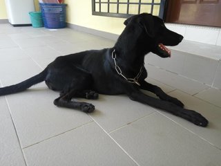 Dukie - Doberman Pinscher + Labrador Retriever Dog