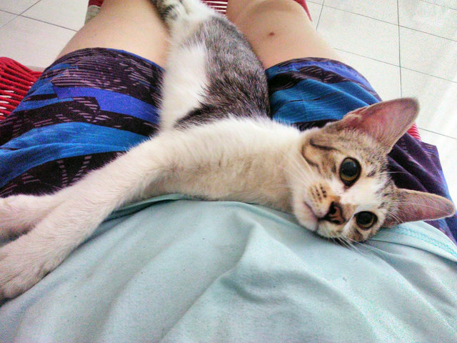 Sterling The Playful &amp; Manja Kitten - Domestic Medium Hair Cat