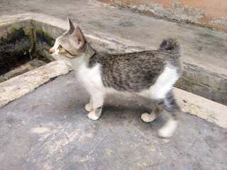 Sterling The Playful &amp; Manja Kitten - Domestic Medium Hair Cat