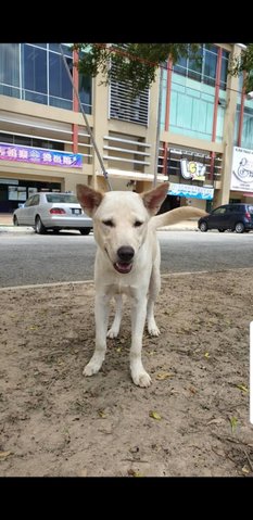 Scottie - Mixed Breed Dog