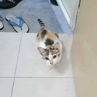 No Name - Domestic Short Hair + Domestic Medium Hair Cat