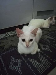 No Name - Domestic Short Hair + Domestic Medium Hair Cat