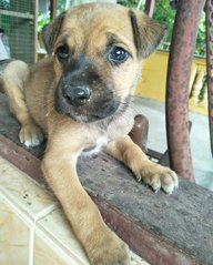 B7 - Mixed Breed Dog