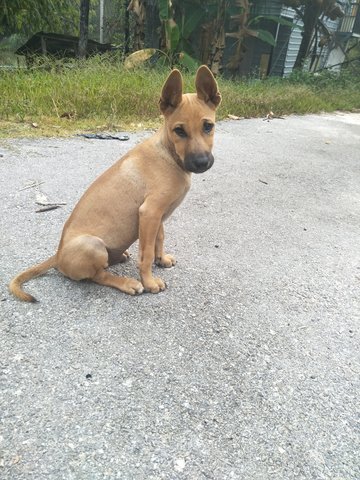 B7 - Mixed Breed Dog