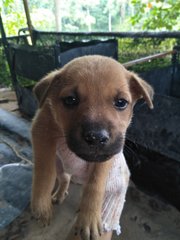 B8 - Mixed Breed Dog