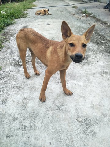 B8 - Mixed Breed Dog