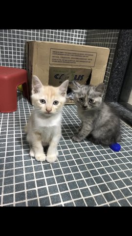 Coco And Chanel - Persian + Domestic Medium Hair Cat