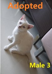 Persian Mix Kitten 2 - Persian + Domestic Short Hair Cat