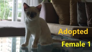 Persian Mix Kitten 2 - Persian + Domestic Short Hair Cat