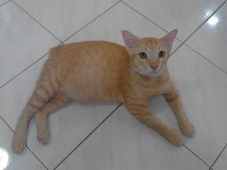 Rhim - Domestic Short Hair Cat