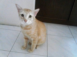 Rhim - Domestic Short Hair Cat