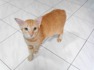 Rhim - Domestic Short Hair Cat