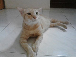 Rhim - Domestic Short Hair Cat