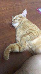 Tiger - Domestic Short Hair Cat