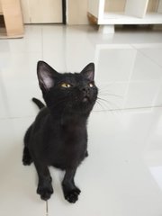 Penelope - Domestic Short Hair Cat