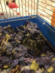 Baby Dwarf Hamster  - Short Dwarf Hamster Hamster