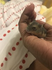 Baby Dwarf Hamster  - Short Dwarf Hamster Hamster