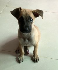 He is the only puppy left - all 7 brothers and sister have been adopted.