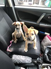 Getting used to the car with his brother Satu.