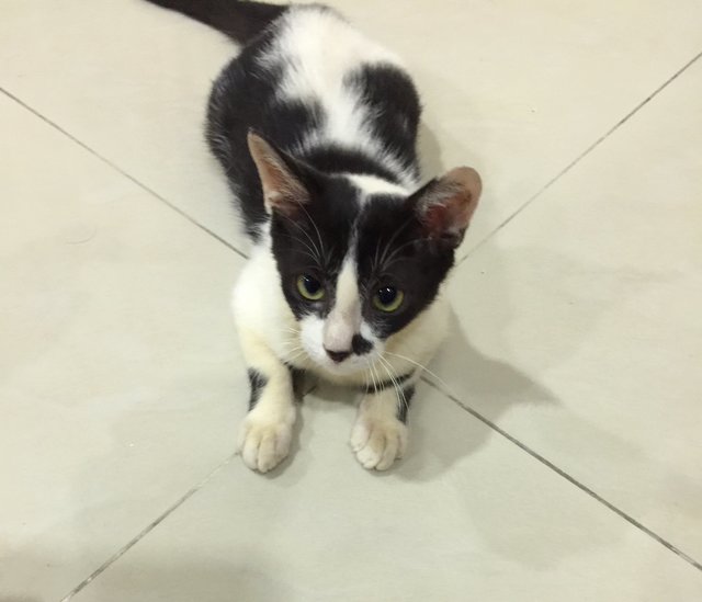 Bero Boy - Domestic Short Hair Cat