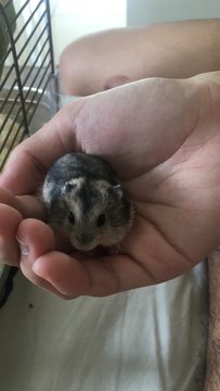 3 Baby Hamsters  - Short Dwarf Hamster Hamster