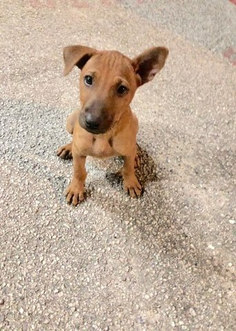 Benedict-short Tail Boy - Labrador Retriever + Jack Russell Terrier Dog