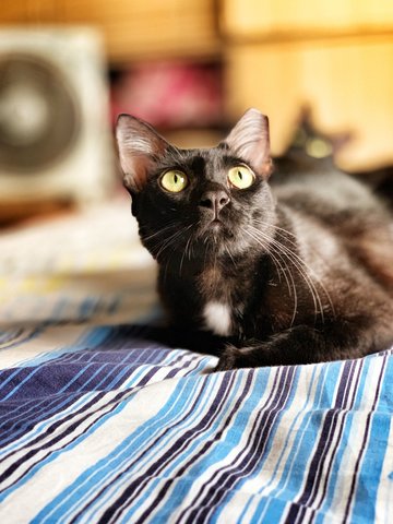 Ebony - Domestic Short Hair Cat