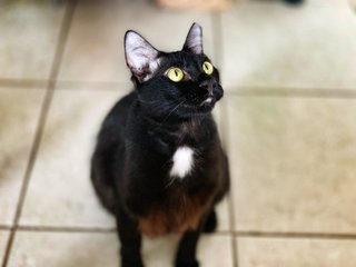 Ebony - Domestic Short Hair Cat