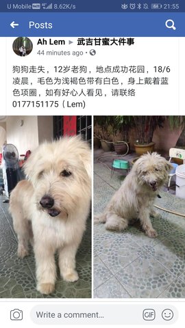 Fei Fei 肥肥 - Mixed Breed Dog