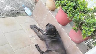 Akung - Black Labrador Retriever Dog