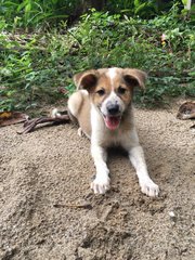 Cheesecake  - Jack Russell Terrier Mix Dog