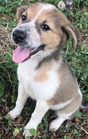 Cheesecake  - Jack Russell Terrier Mix Dog