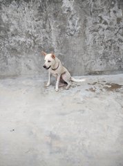 Boy1 - Mixed Breed Dog