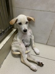 Lucky - Mixed Breed Dog