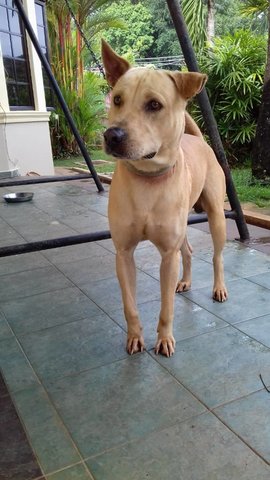 Marty - Golden Retriever Mix Dog