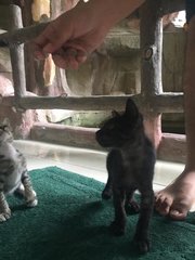 Kittens Black And Grey  - Calico Cat