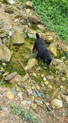 Siow Hei - Mixed Breed Dog