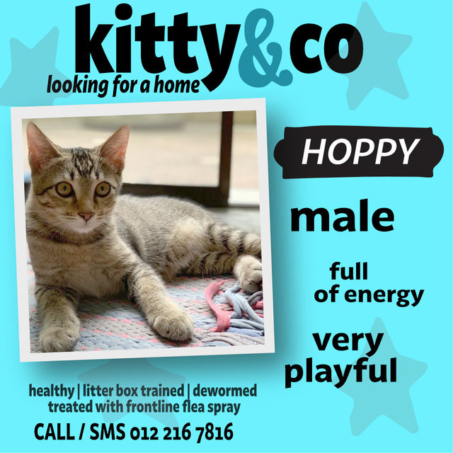 Hoppy - Domestic Short Hair Cat