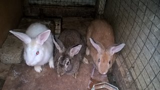 3 Rabbits - Bunny Rabbit Rabbit